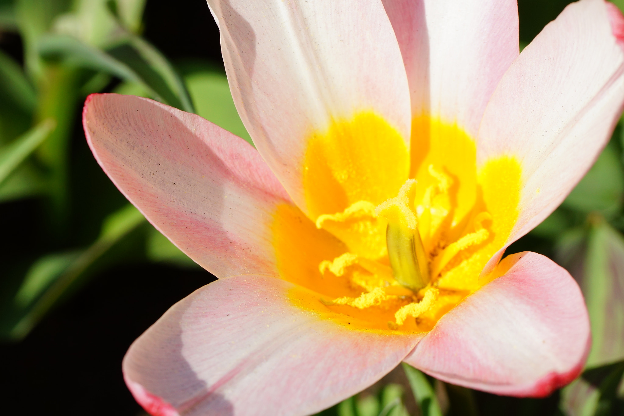 Sony SLT-A77 + Tamron Lens (255) sample photo. Open pink tulip photography