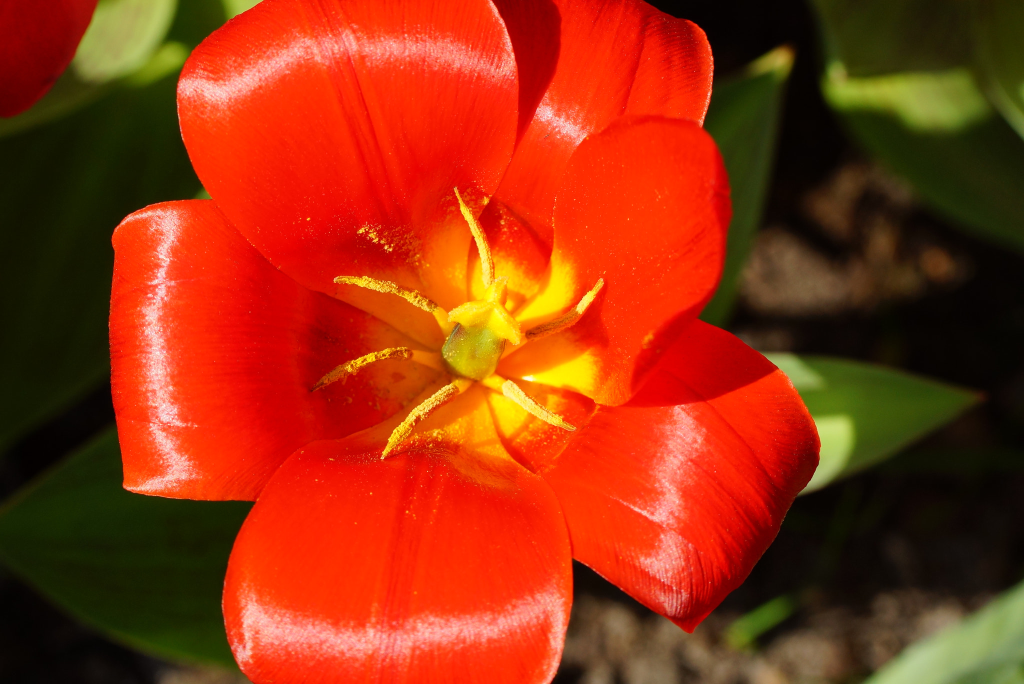 Sony SLT-A77 + Tamron Lens (255) sample photo. Open red tulip photography