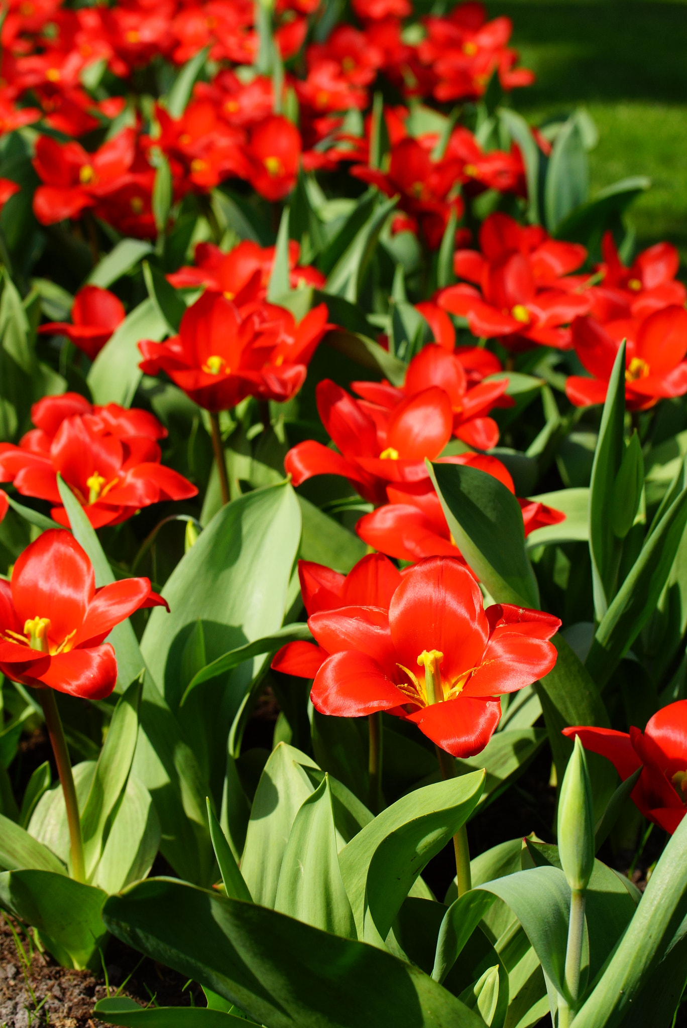 Sony SLT-A77 + Tamron Lens (255) sample photo. Red tulips photography
