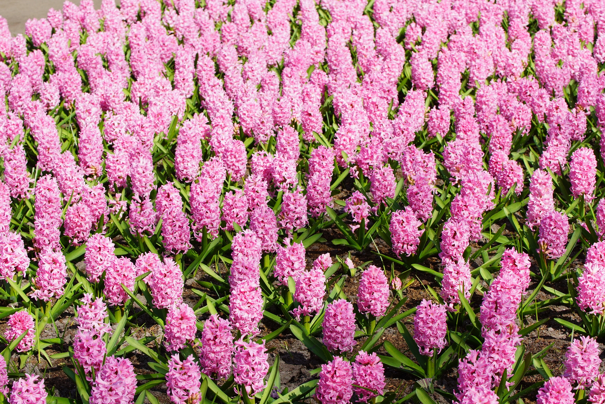Sony SLT-A77 + Tamron Lens (255) sample photo. Hyacinth flowers photography