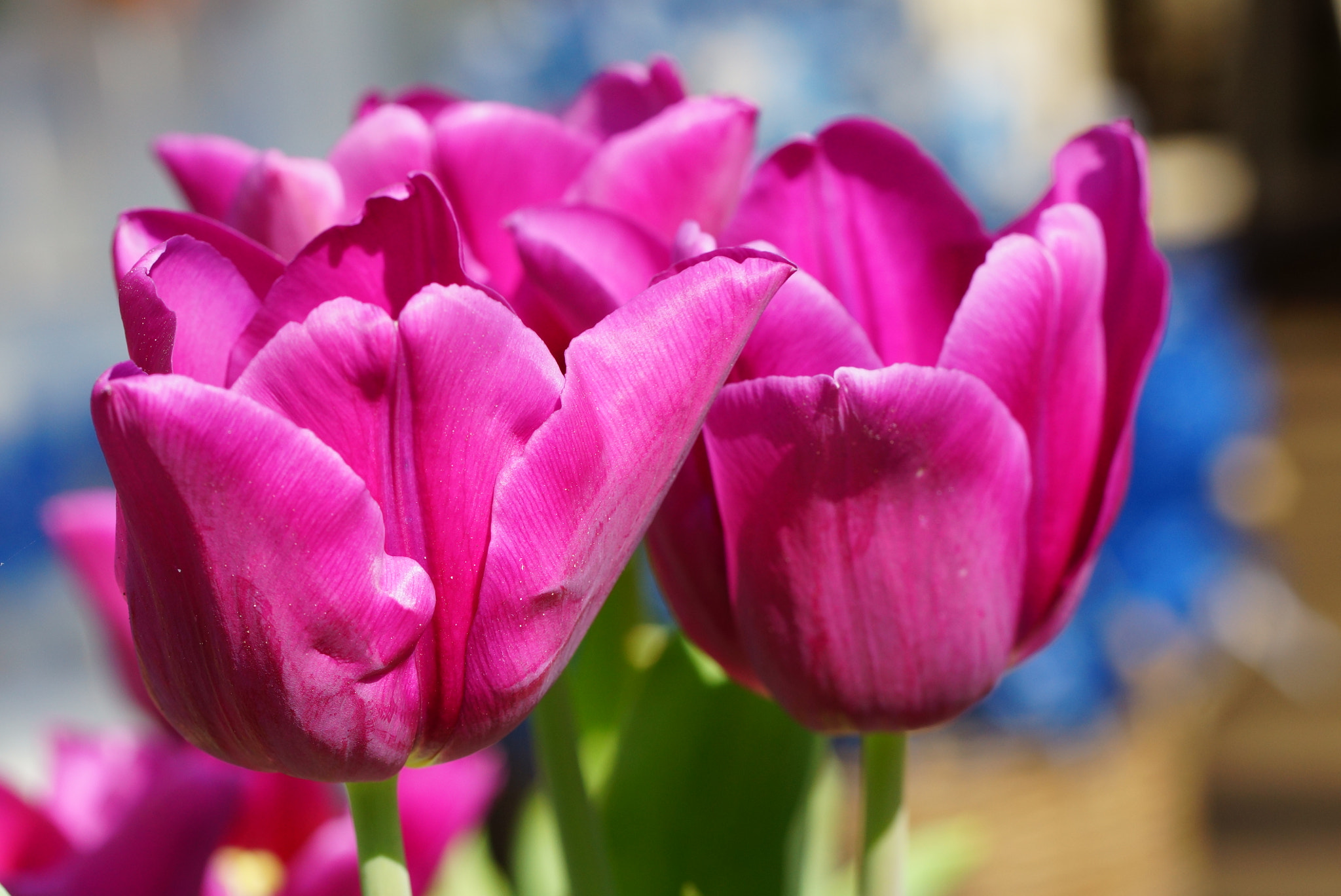 Sony SLT-A77 + Tamron Lens (255) sample photo. Violet tulips photography