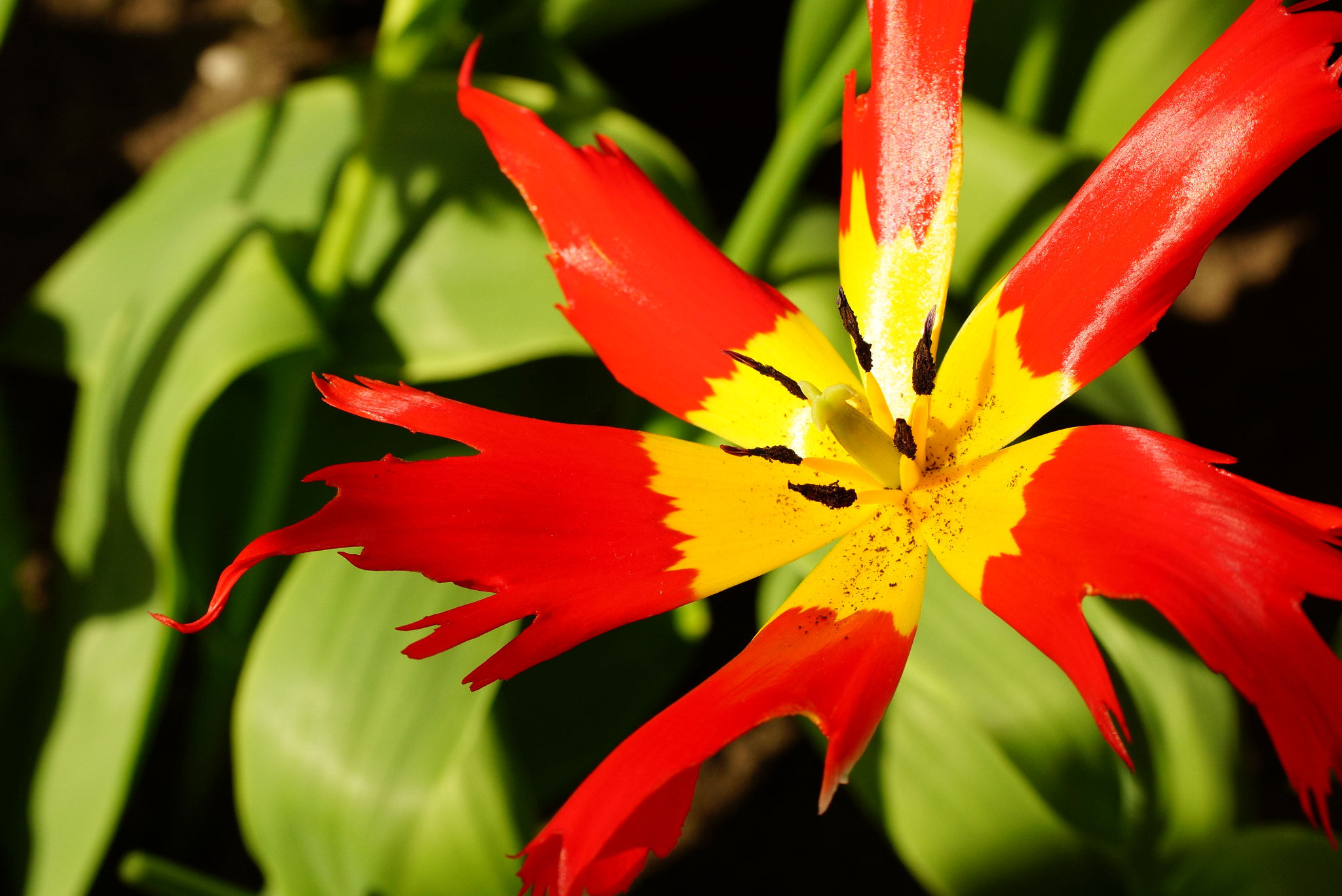 Sony SLT-A77 + Tamron Lens (255) sample photo. Star shaped tulip photography