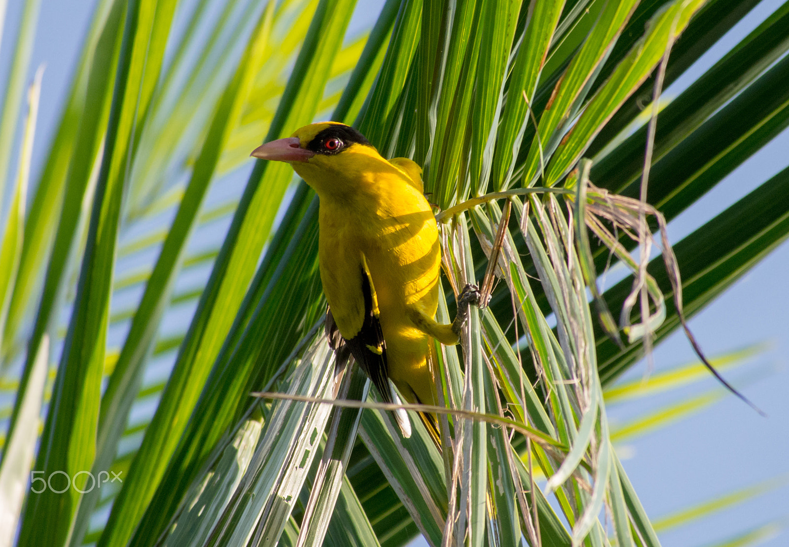 Olympus OM-D E-M5 sample photo. Black-naped oriole plucking coconut tree leaves photography