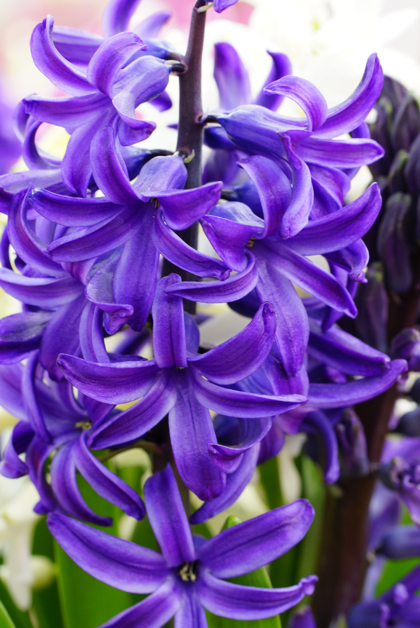 Sony SLT-A77 + Tamron Lens (255) sample photo. Purple hyacinth photography