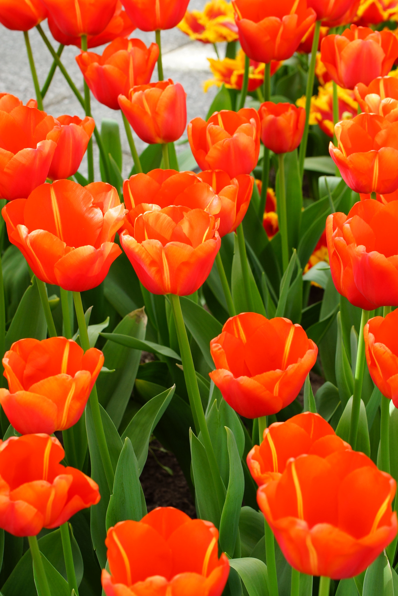 Sony SLT-A77 + Tamron Lens (255) sample photo. Group of red tulips photography