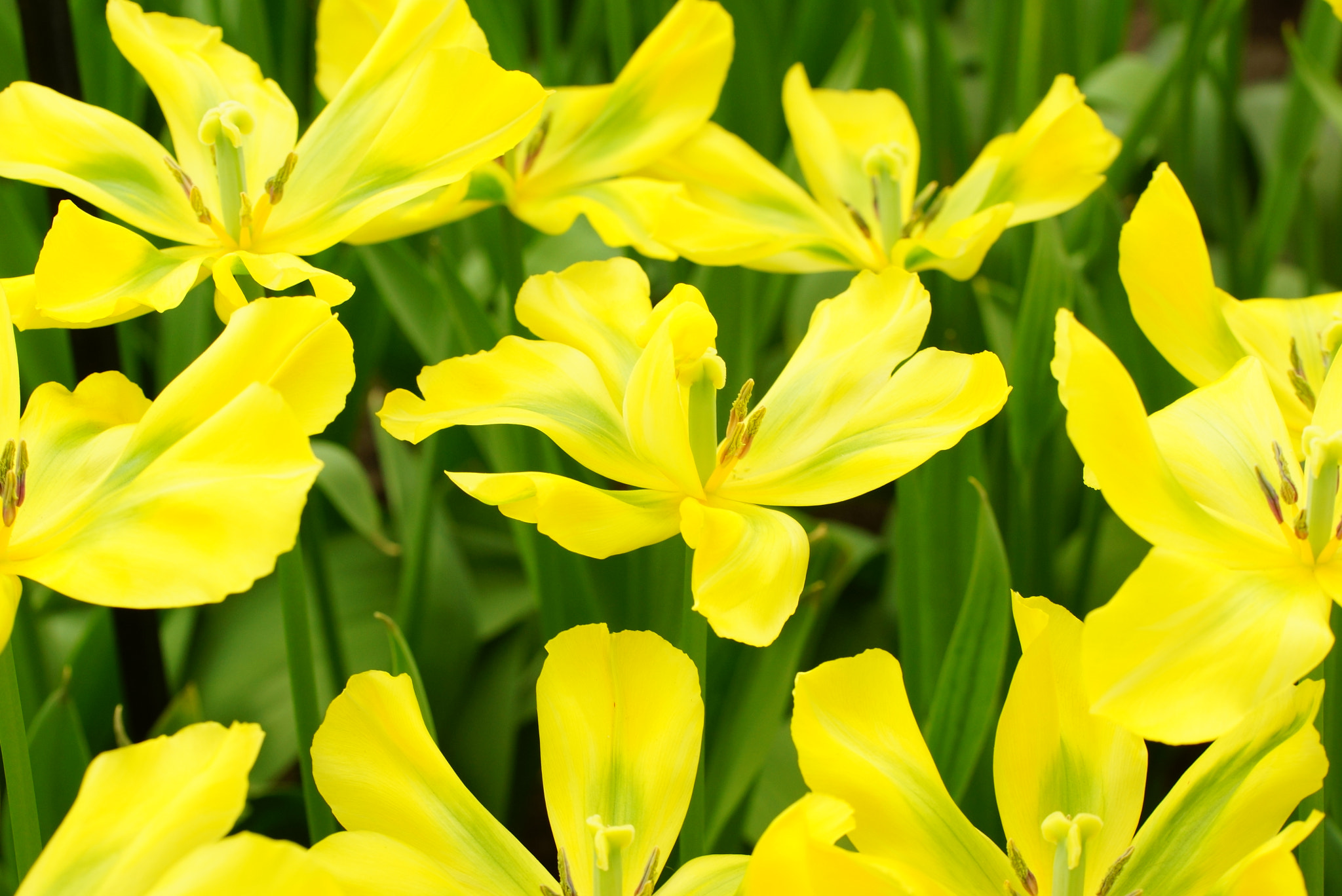 Sony SLT-A77 + Tamron Lens (255) sample photo. Yellow tulips photography