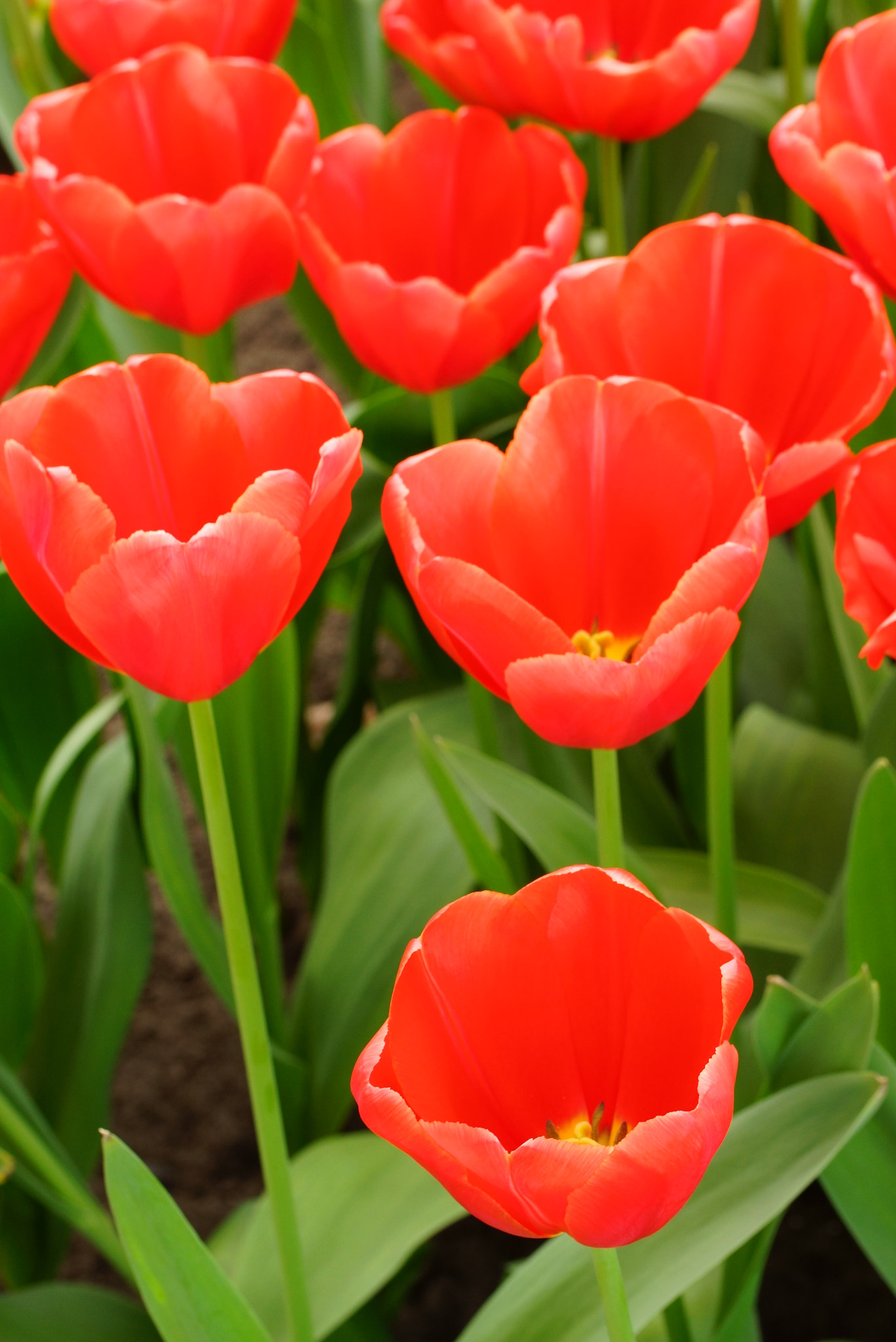 Sony SLT-A77 + Tamron Lens (255) sample photo. Group of red tulips photography