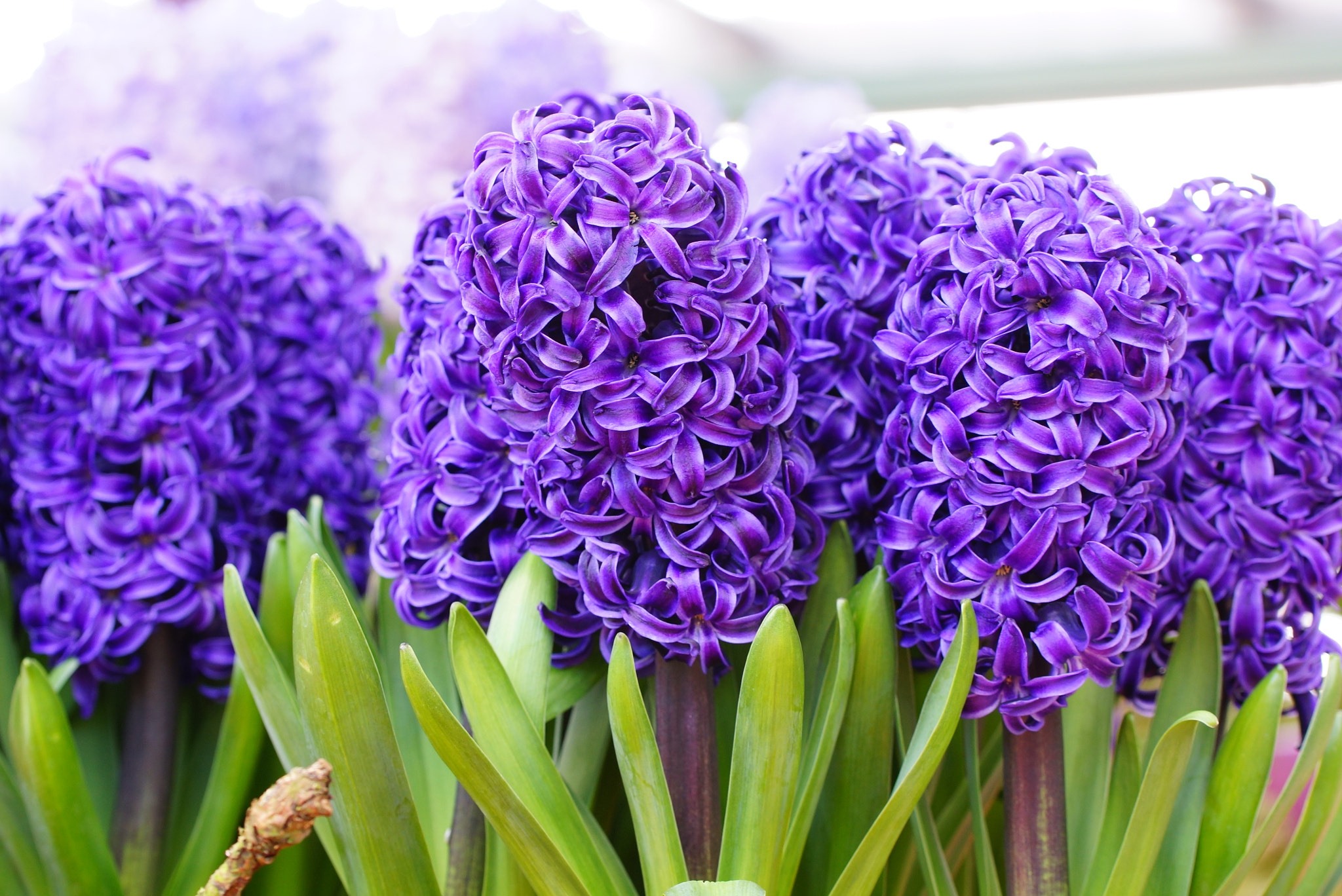 Sony SLT-A77 + Tamron Lens (255) sample photo. Group of hyacinth flowers photography