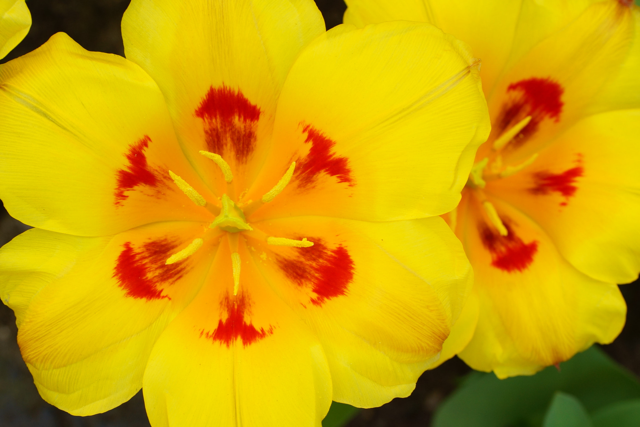 Tamron Lens (255) sample photo. Yellow tulips photography