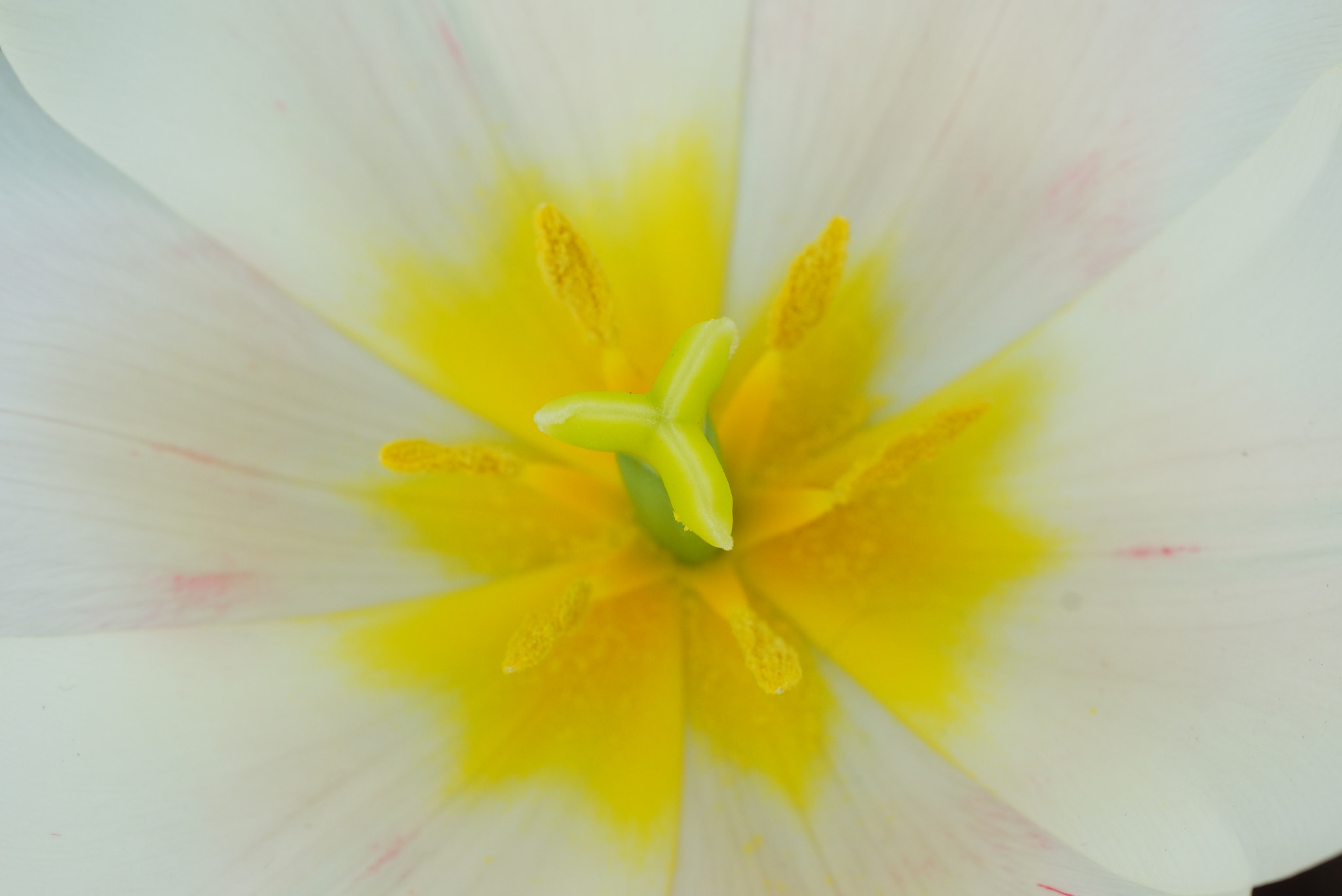 Sony SLT-A77 + Tamron Lens (255) sample photo. White tulip photography