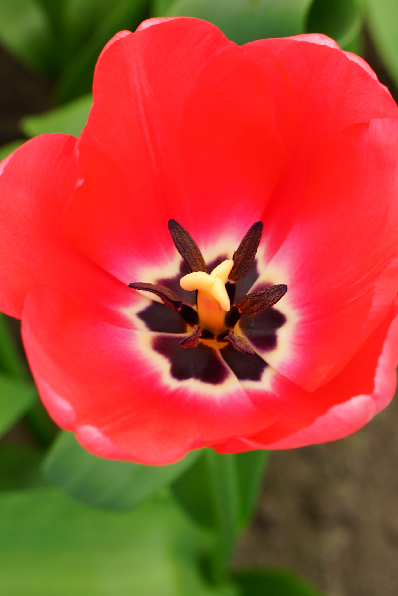 Sony SLT-A77 + Tamron Lens (255) sample photo. Red tulip photography