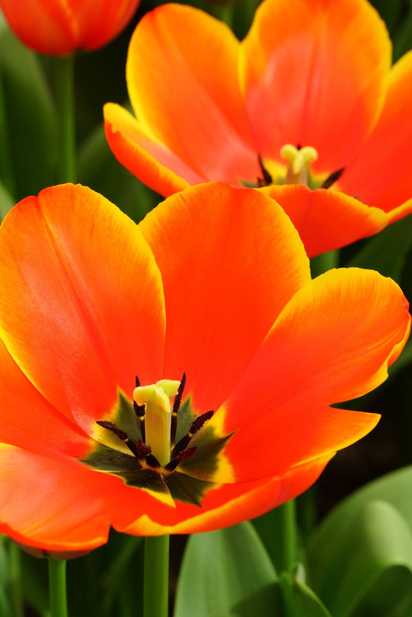 Sony SLT-A77 + Tamron Lens (255) sample photo. Orange tulips photography