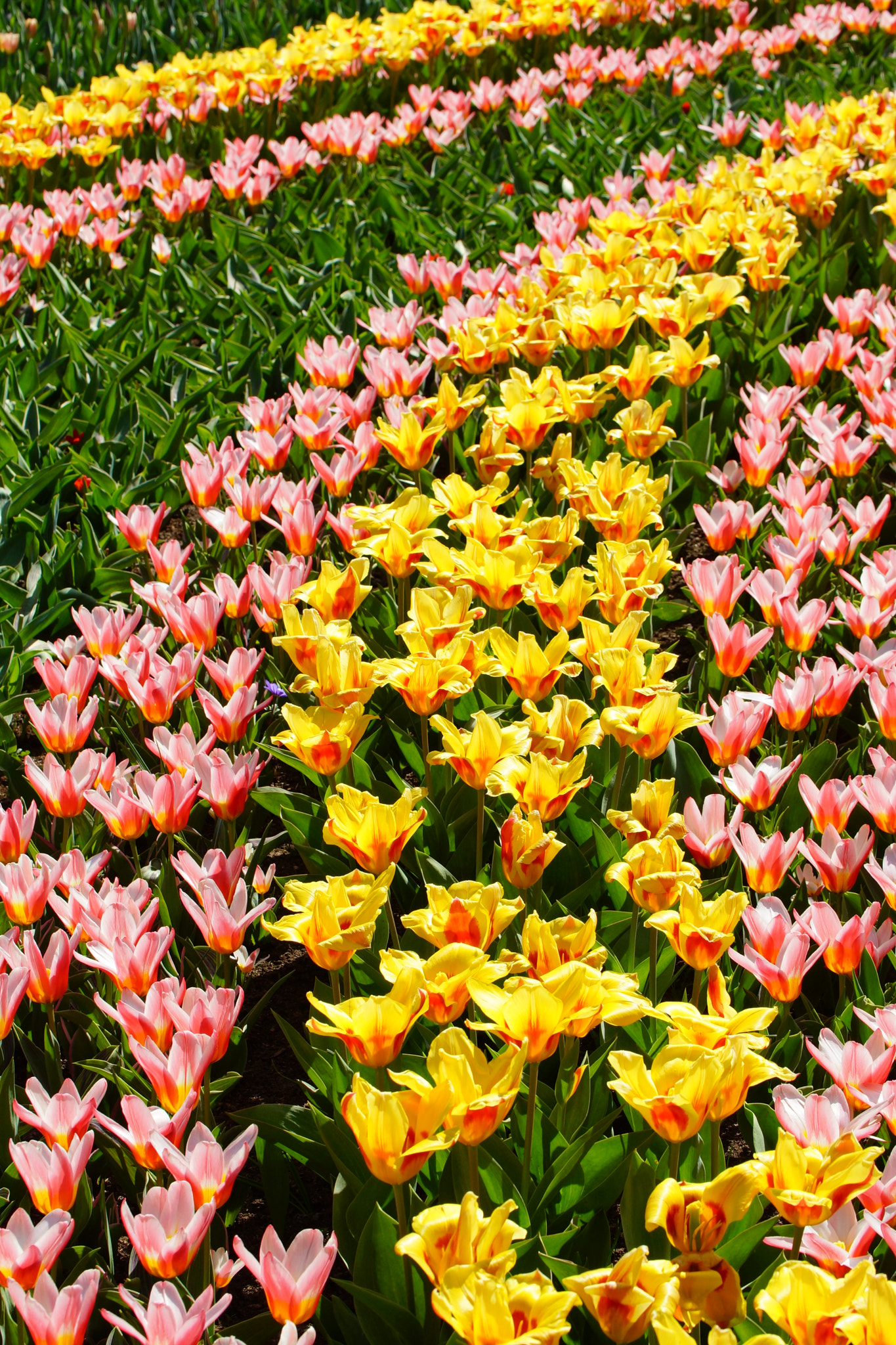 Sony SLT-A77 + Tamron Lens (255) sample photo. Field of tulips photography