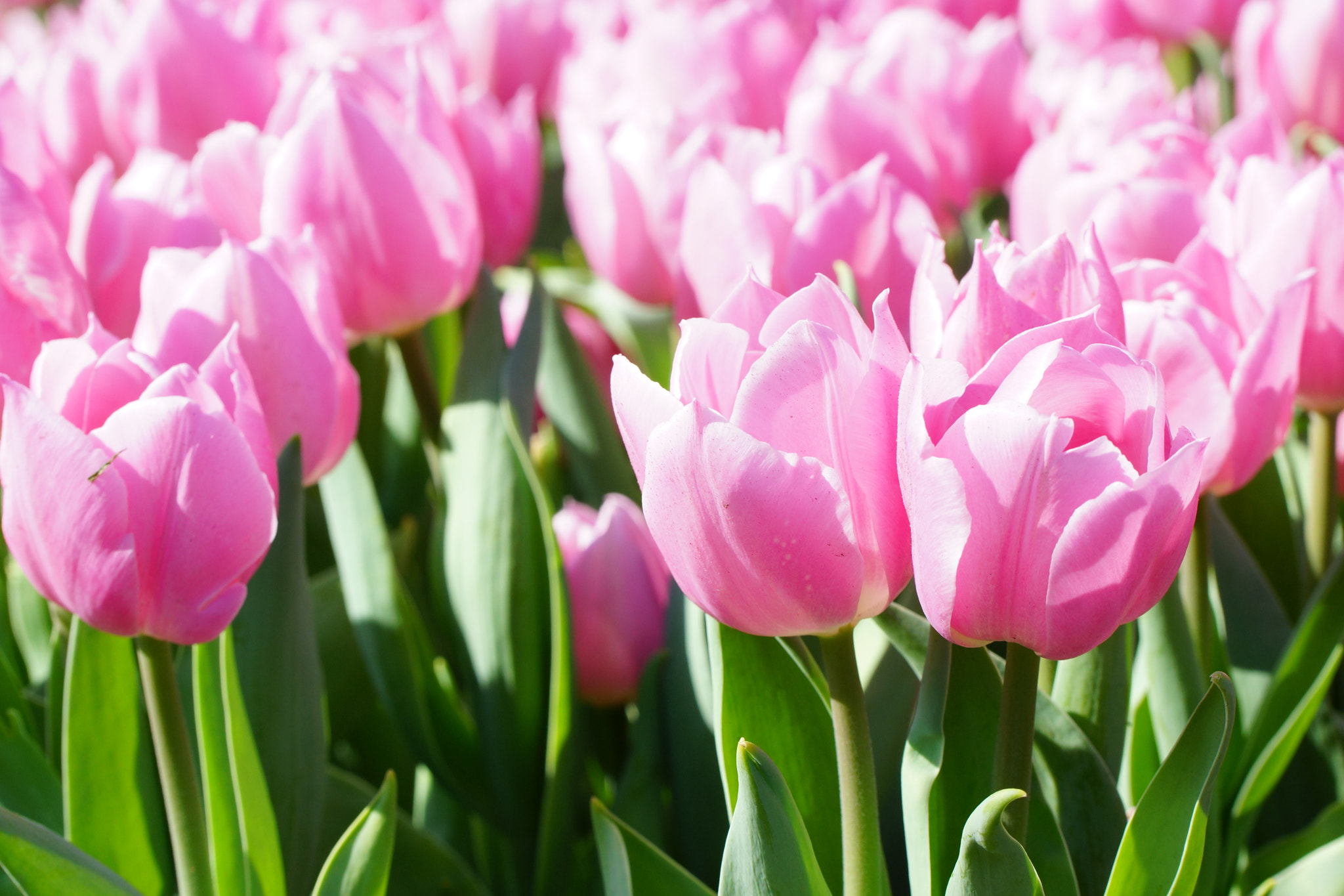 Sony SLT-A77 + Tamron Lens (255) sample photo. Pink tulips photography