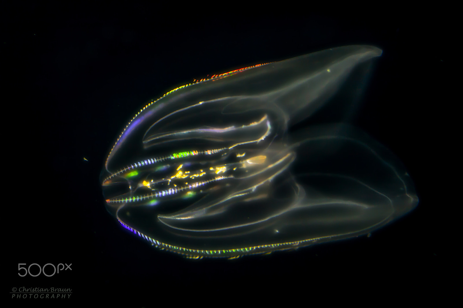 Canon EF 100mm F2.8L Macro IS USM sample photo. Comb jellyfish 3.0 - bioluminescence photography