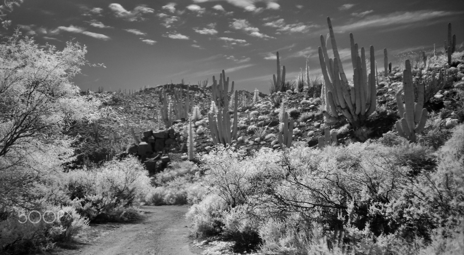 Sony SLT-A55 (SLT-A55V) + Sony DT 35mm F1.8 SAM sample photo. Cactus jungle photography