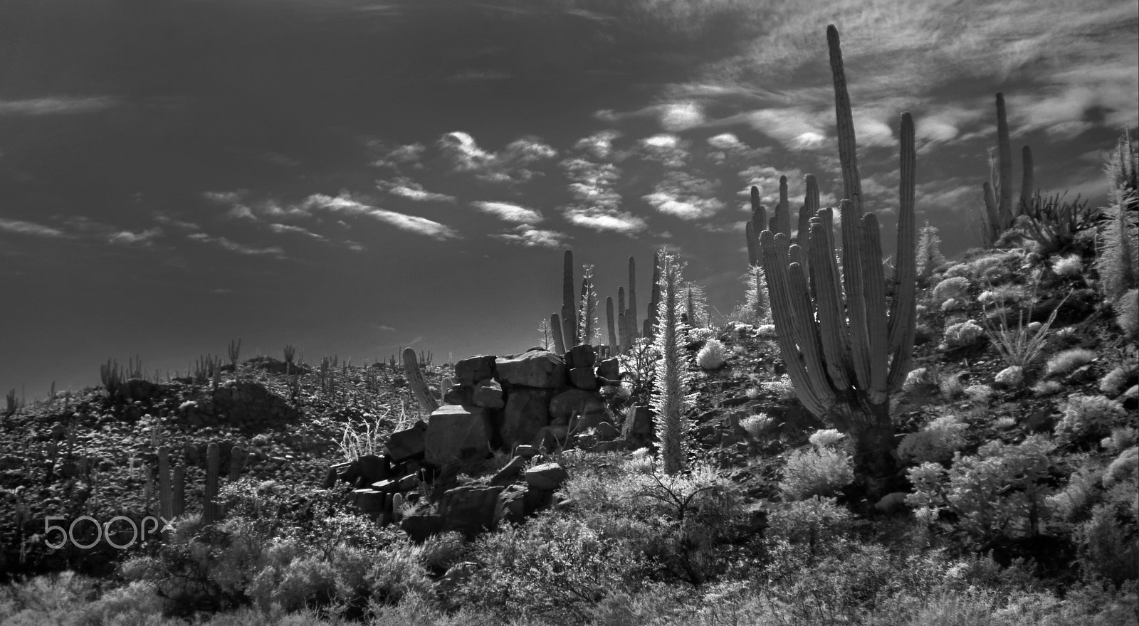 Sony DT 35mm F1.8 SAM sample photo. Giants of the desert photography