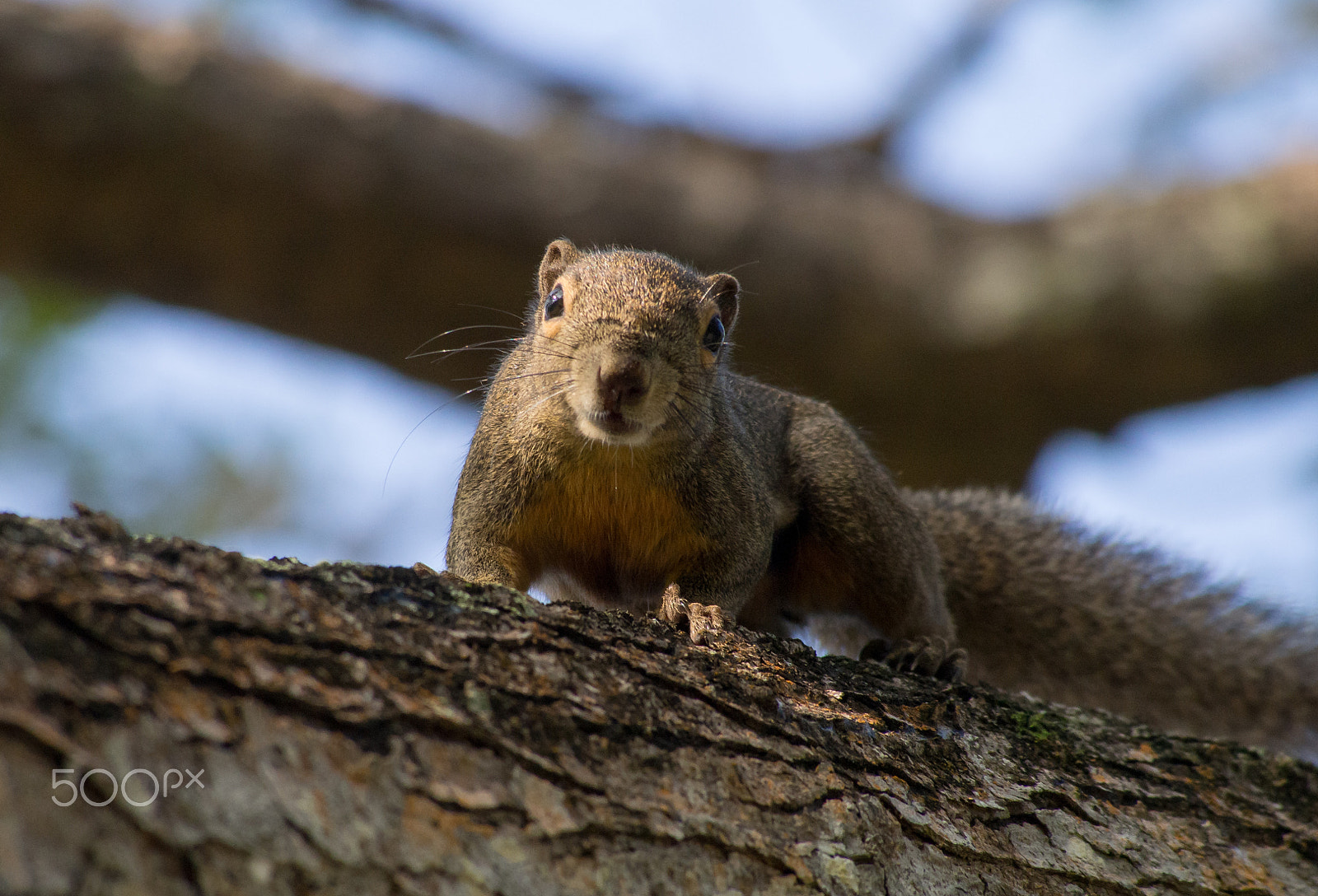 Olympus OM-D E-M5 sample photo. Plantain squirrel looking curiously into camera photography