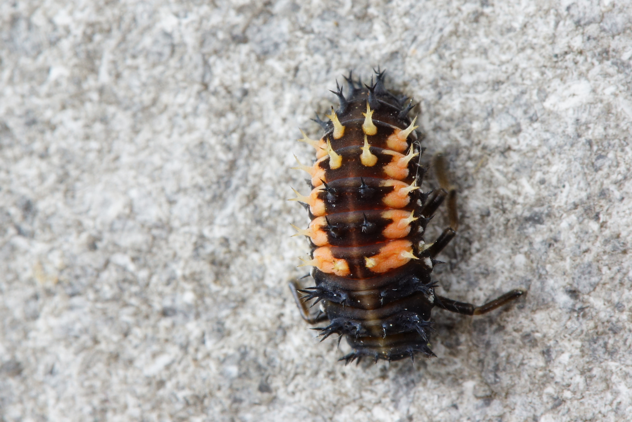 Sony SLT-A77 + Tamron Lens (255) sample photo. Ladybug larva photography