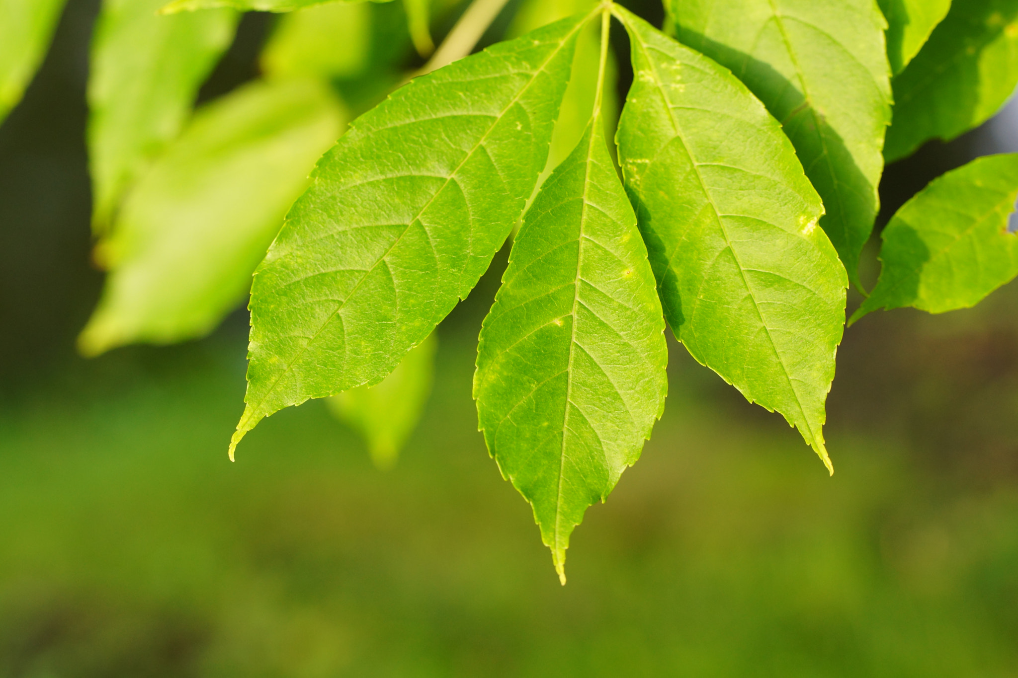 Sony SLT-A77 + Tamron Lens (255) sample photo. Green leaves photography