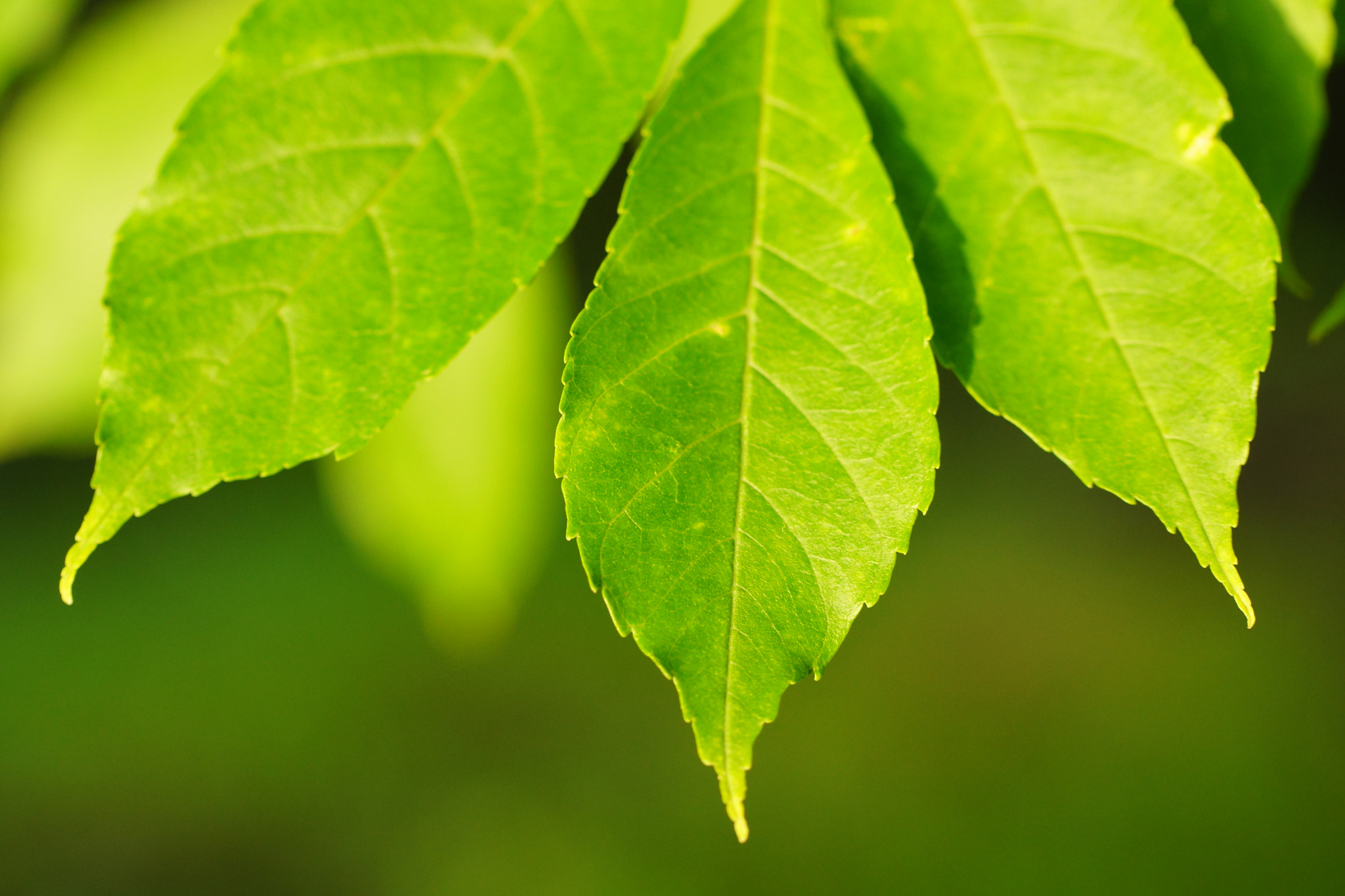 Sony SLT-A77 + Tamron Lens (255) sample photo. Green leaves photography