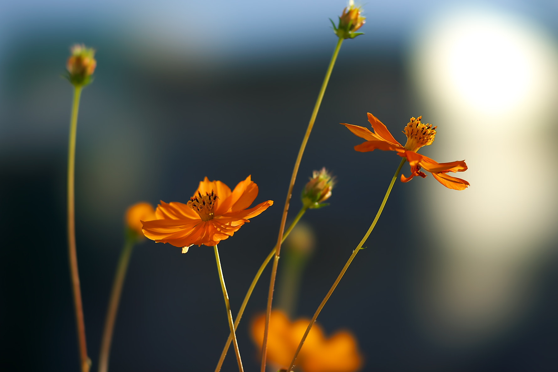 Sony a7 + 135mm F2.8[T4.5] STF sample photo. Cosmos sulphureus photography