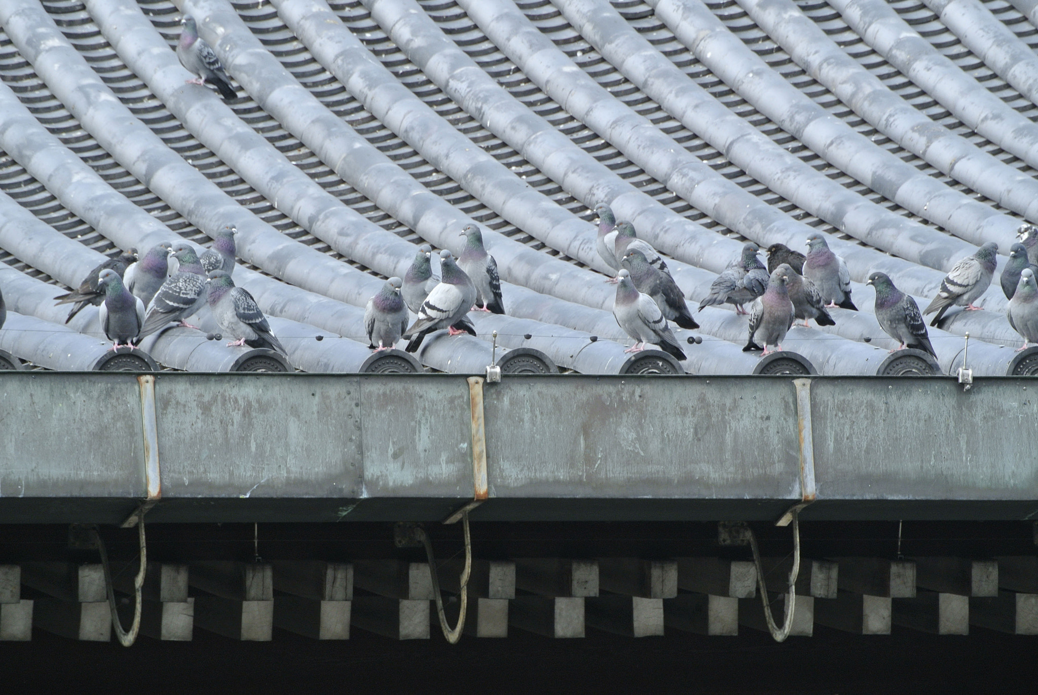 Nikon 1 Nikkor VR 30-110mm F3.8-5.6 sample photo. Snapshot photography