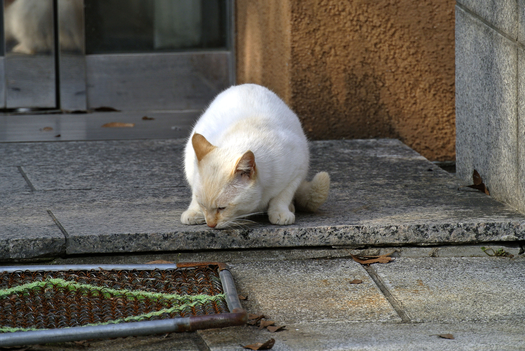 Nikon 1 Nikkor VR 30-110mm F3.8-5.6 sample photo. Snapshot photography