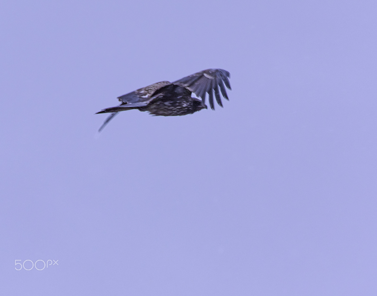 smc PENTAX-DA L 55-300mm F4-5.8 ED sample photo. "鷹"hawk photography
