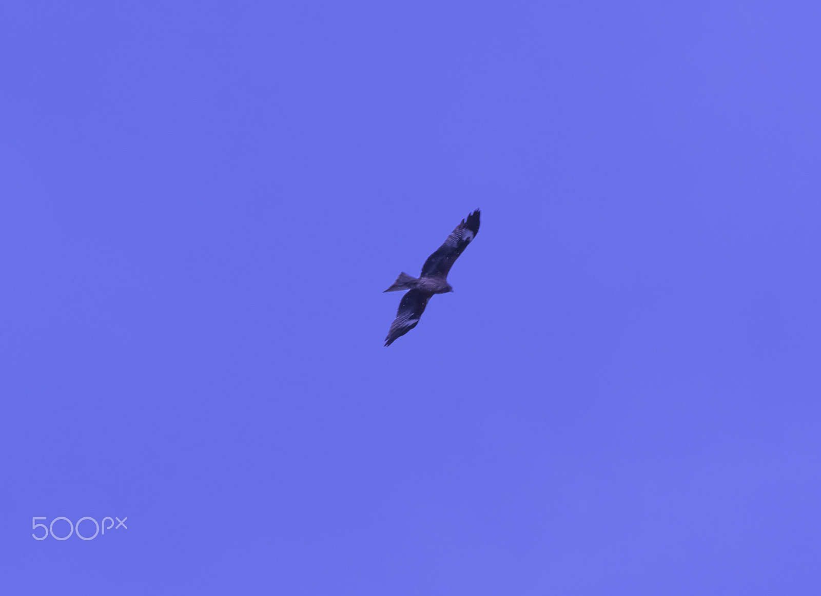 smc PENTAX-DA L 55-300mm F4-5.8 ED sample photo. "鷹"hawk photography