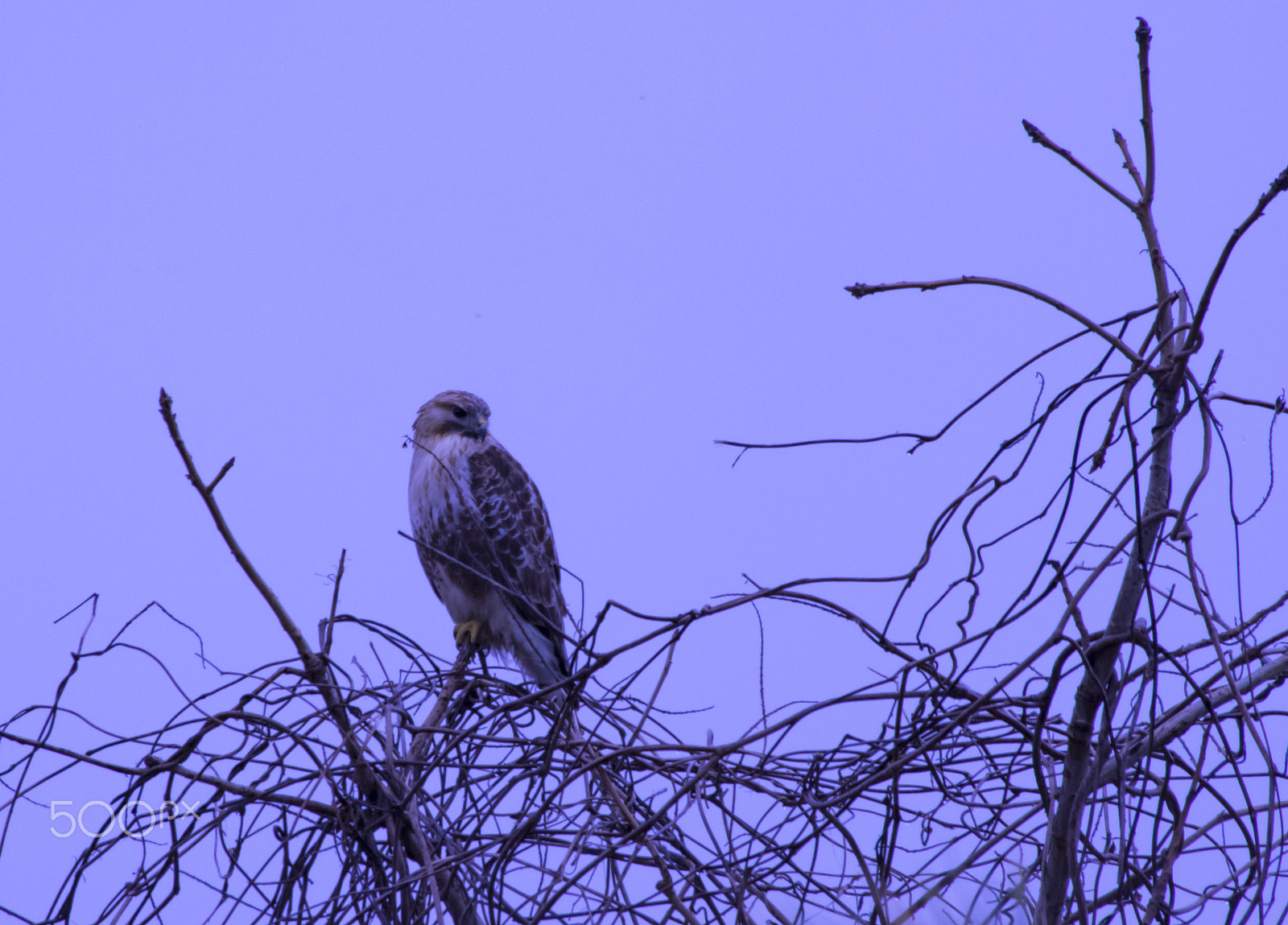 smc PENTAX-DA L 55-300mm F4-5.8 ED sample photo. "鷹"hawk photography
