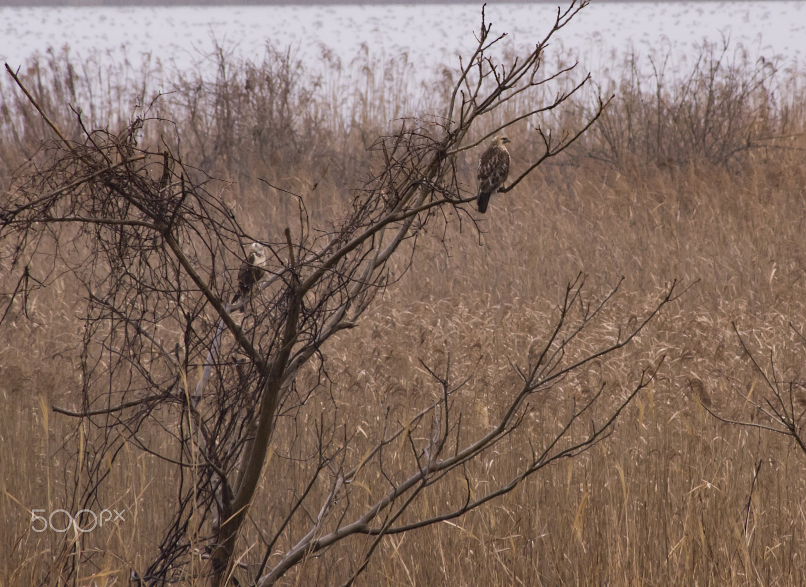 smc PENTAX-DA L 55-300mm F4-5.8 ED sample photo. "鷹"hawk photography
