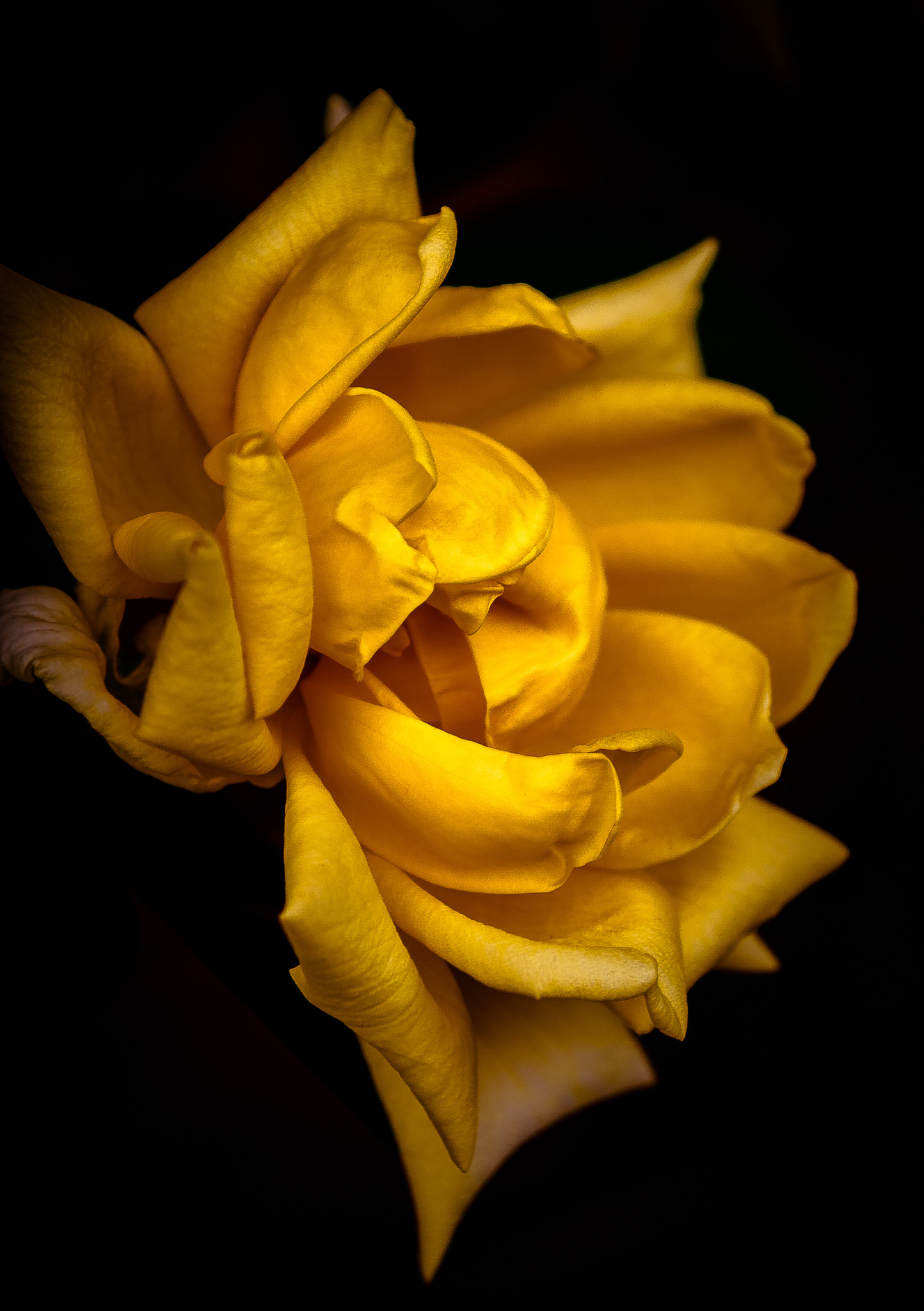 Sigma 24-70mm F2.8 EX DG Macro sample photo. Rosa gialla photography