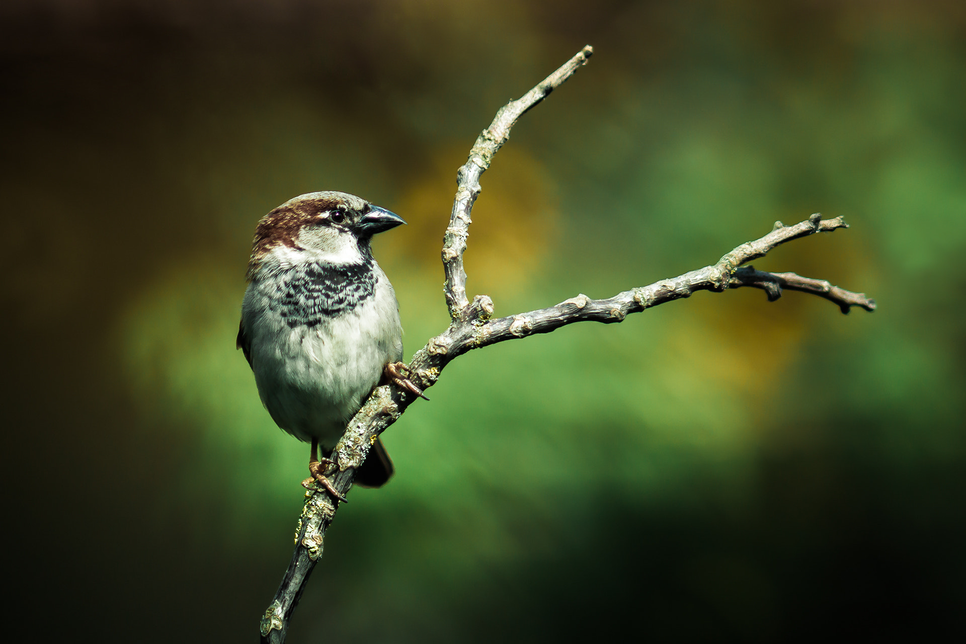 Canon EOS 50D + Canon EF 135mm F2L USM sample photo. Garden sparrow photography