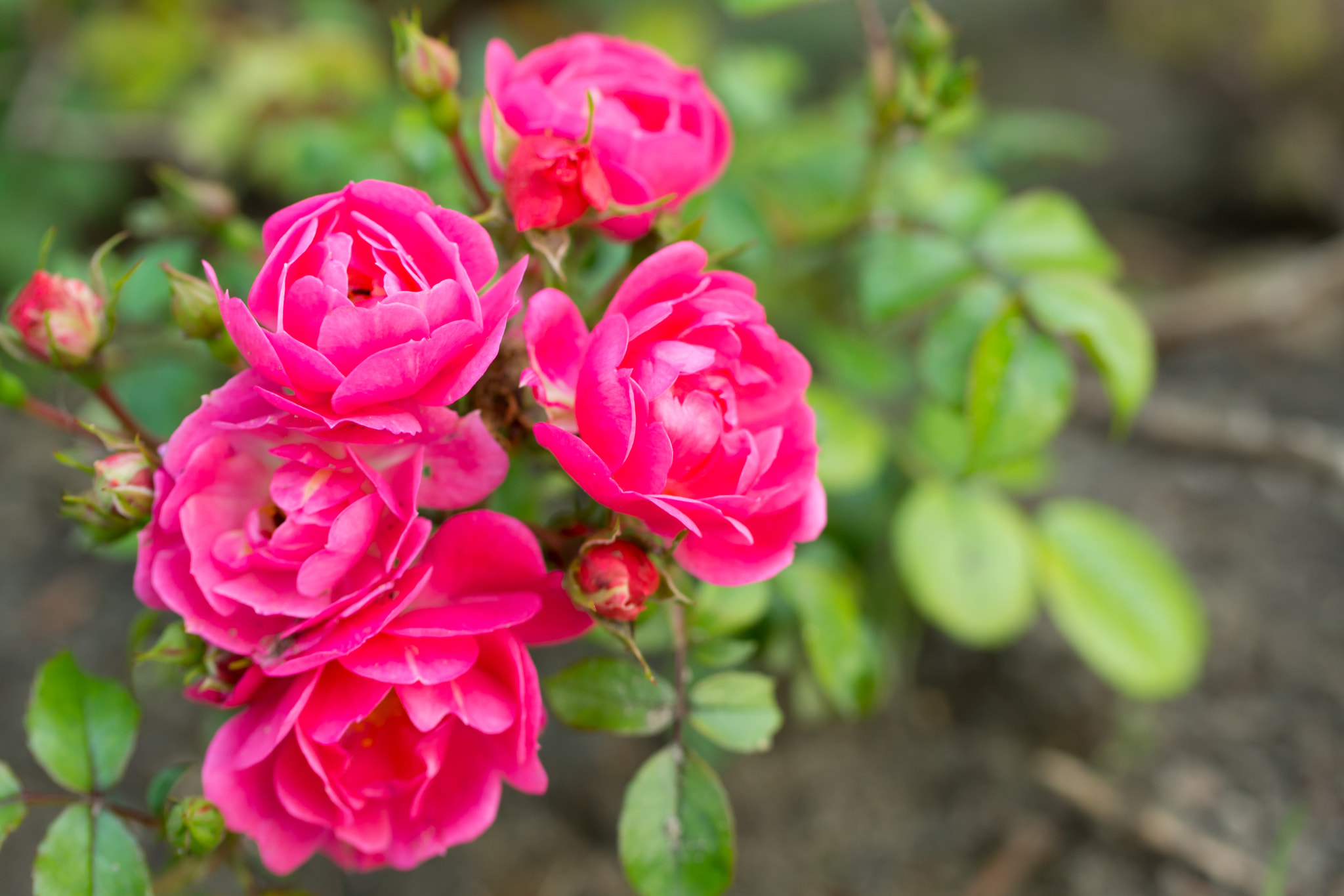 Sony SLT-A77 + Tamron Lens (255) sample photo. Pink roses photography