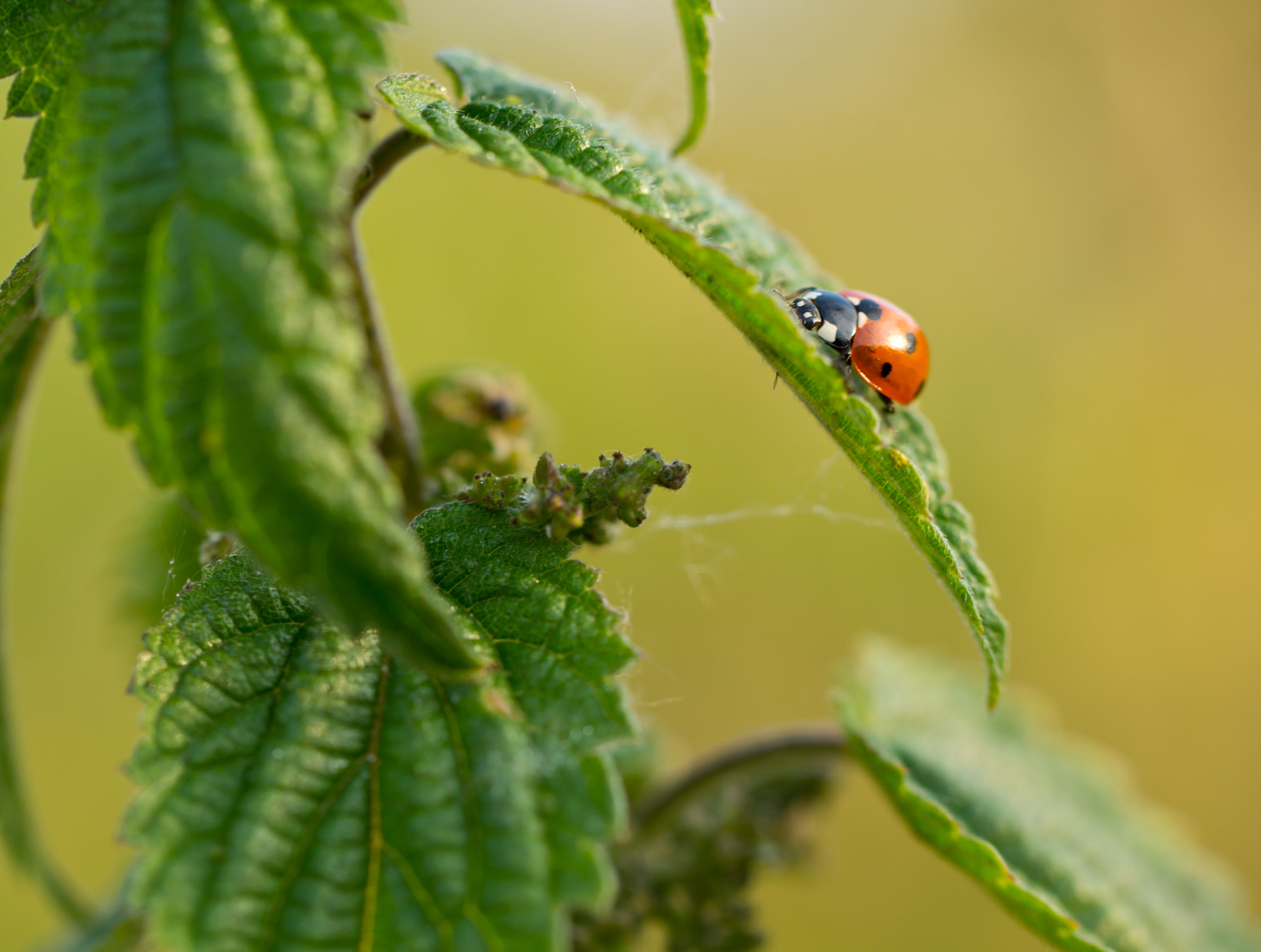 Sony SLT-A77 + Tamron Lens (255) sample photo. Ladybird on a leaf photography