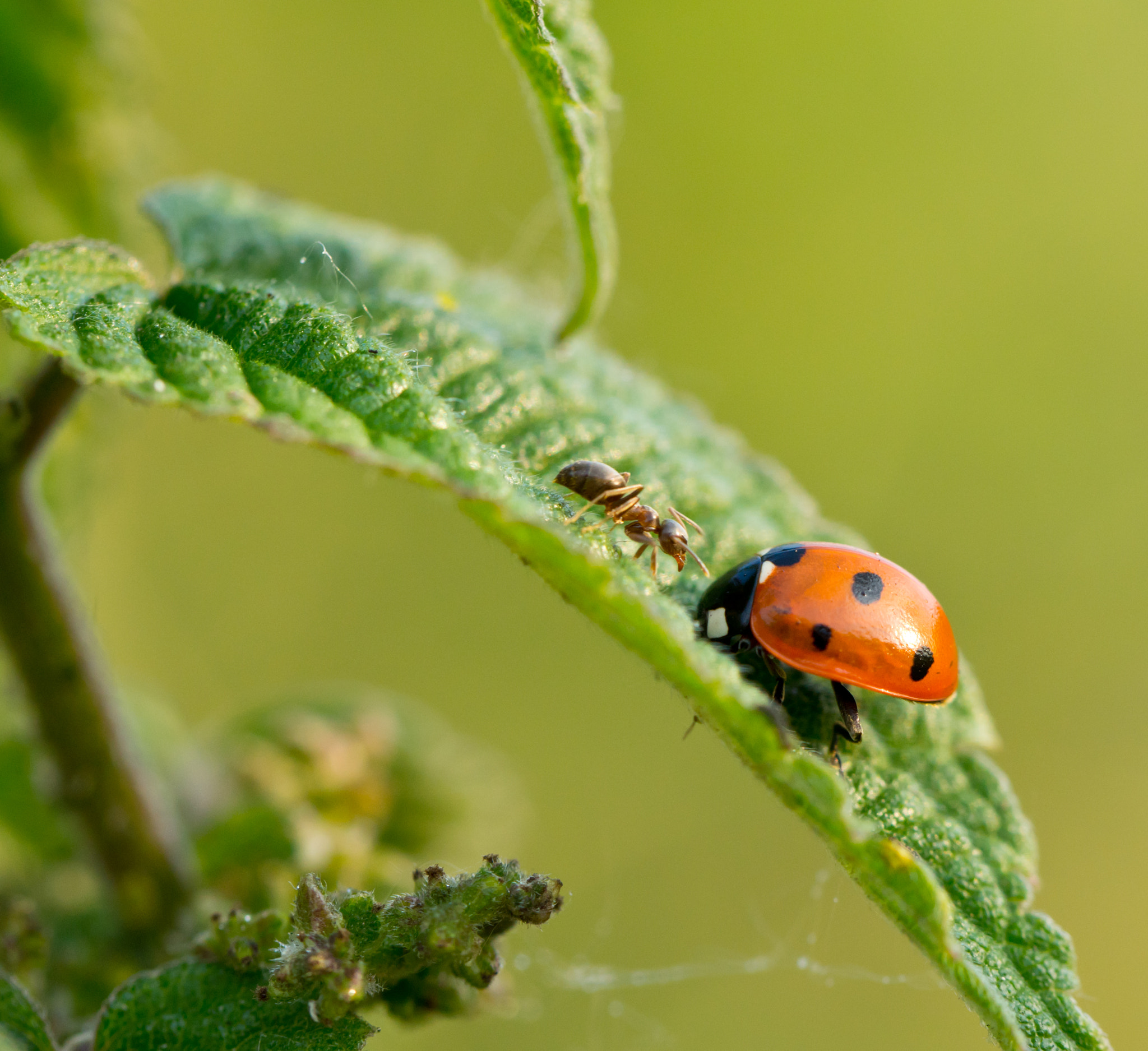 Tamron Lens (255) sample photo. Ant and ladybird photography