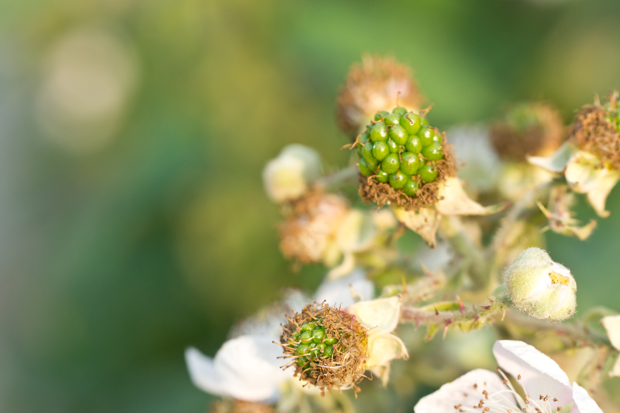Sony SLT-A77 + Tamron Lens (255) sample photo. Berries of the rubus photography