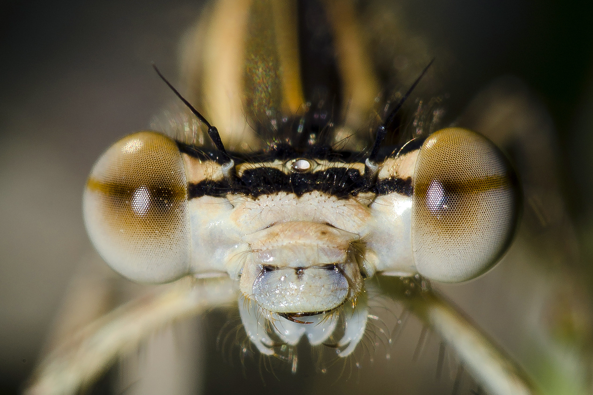 Sigma 150mm F2.8 EX DG Macro HSM sample photo. 3017 photography