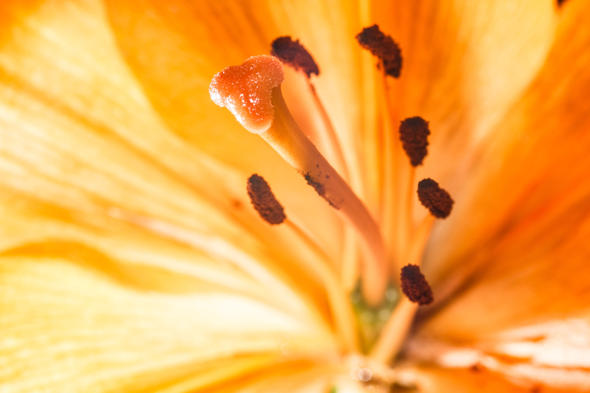 Canon EOS 70D + Sigma 105mm F2.8 EX DG Macro sample photo. Orange photography