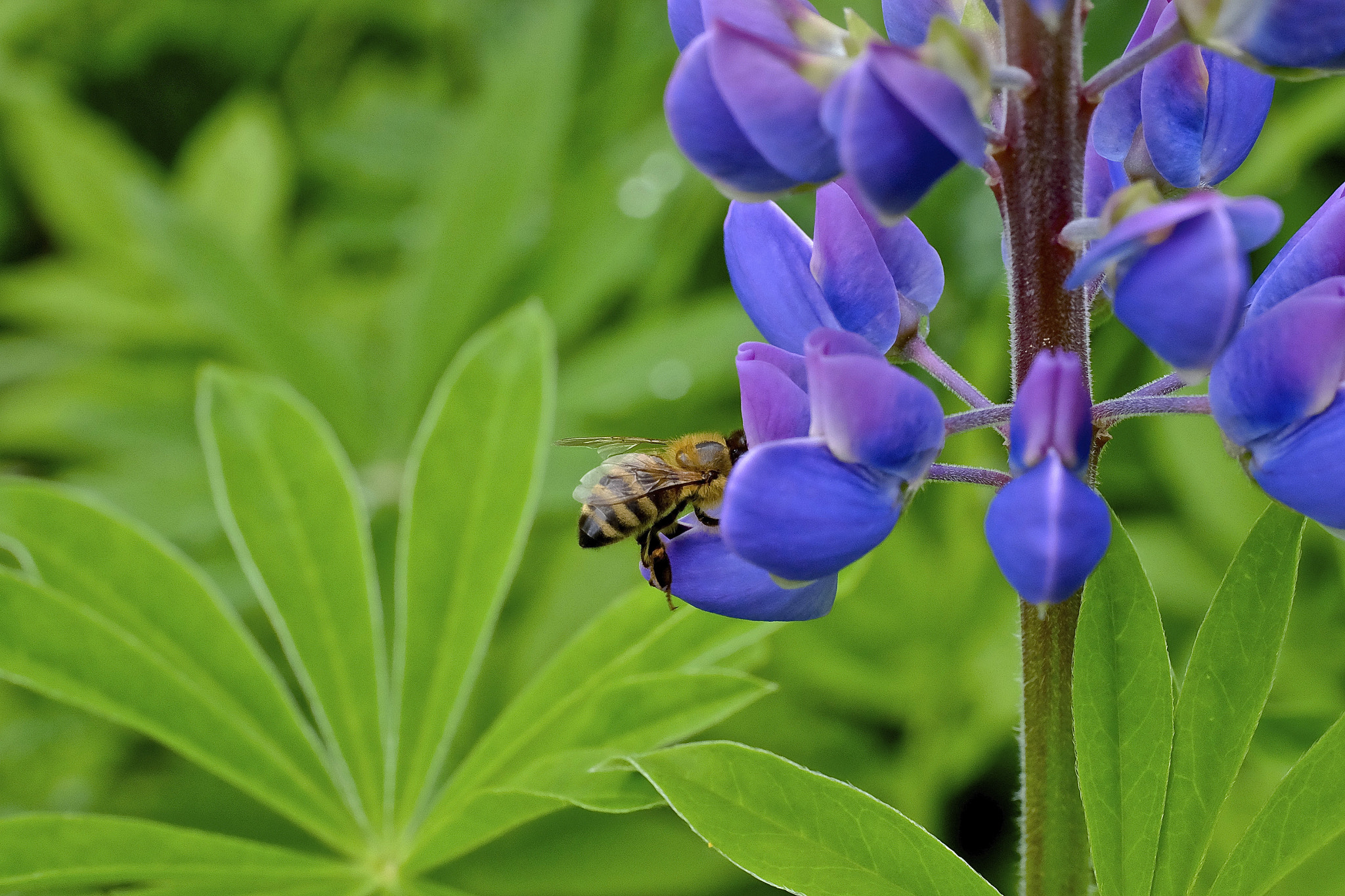 ZEISS Touit 50mm F2.8 sample photo. _dsf1883.jpg photography