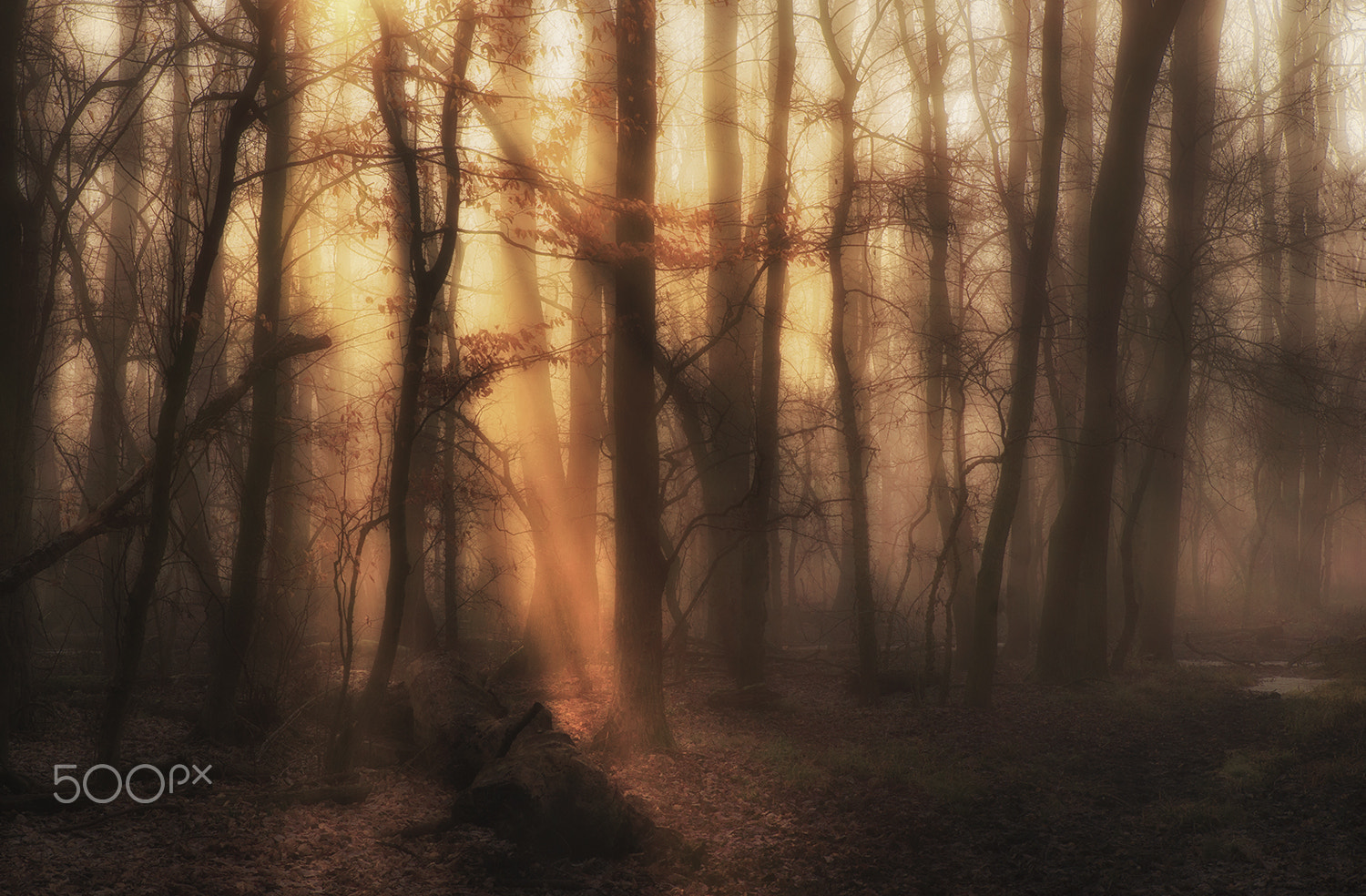Sony Alpha DSLR-A900 + Tamron SP 24-70mm F2.8 Di VC USD sample photo. Lights in the fog photography