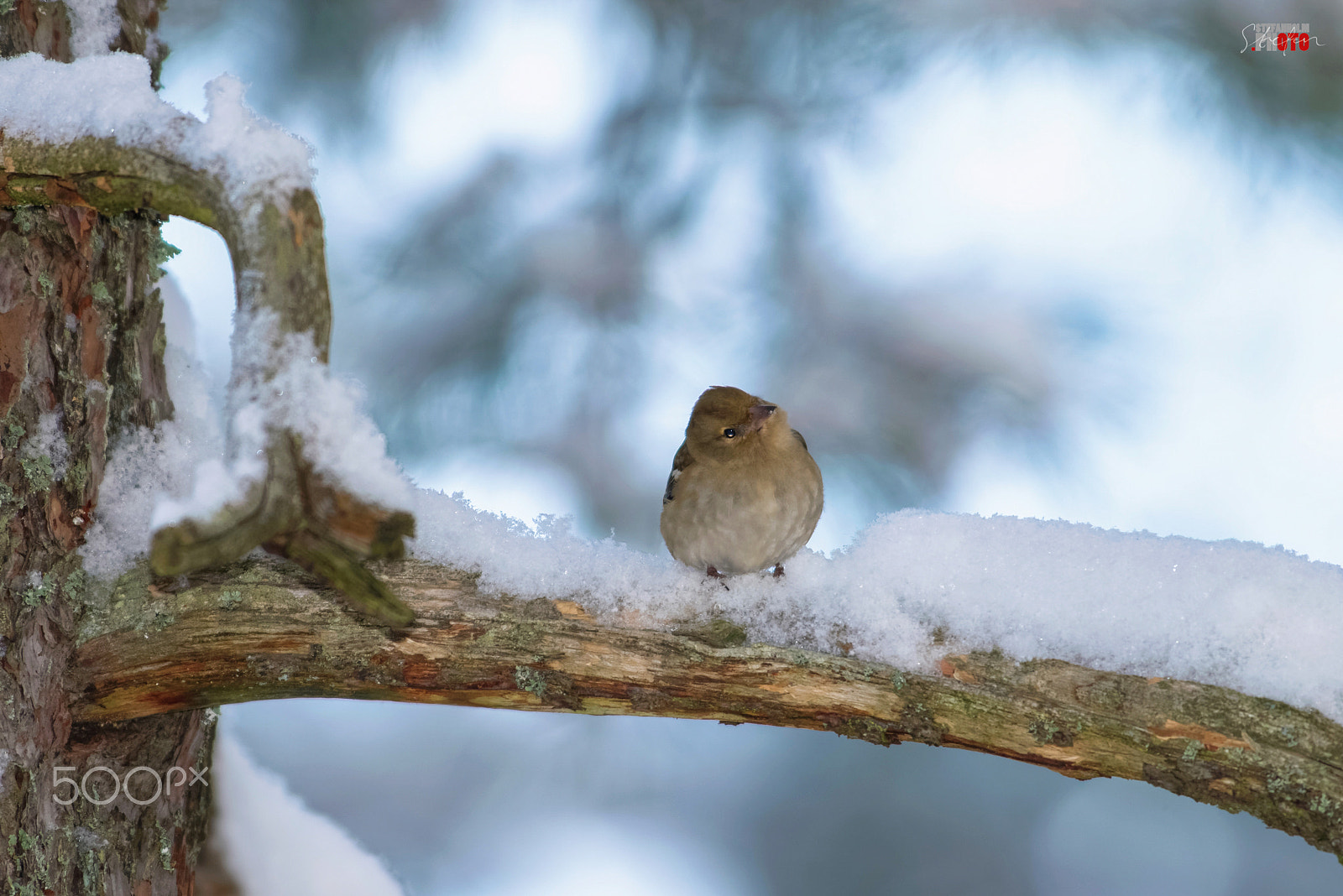 Nikon AF-S Nikkor 300mm F2.8G ED VR II sample photo. Small bird photography