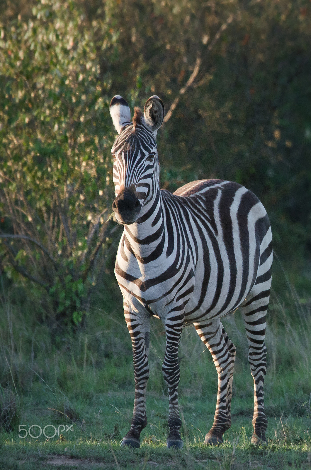 Sigma 150-500mm F5-6.3 DG OS HSM sample photo. Kenya - zèbre photography