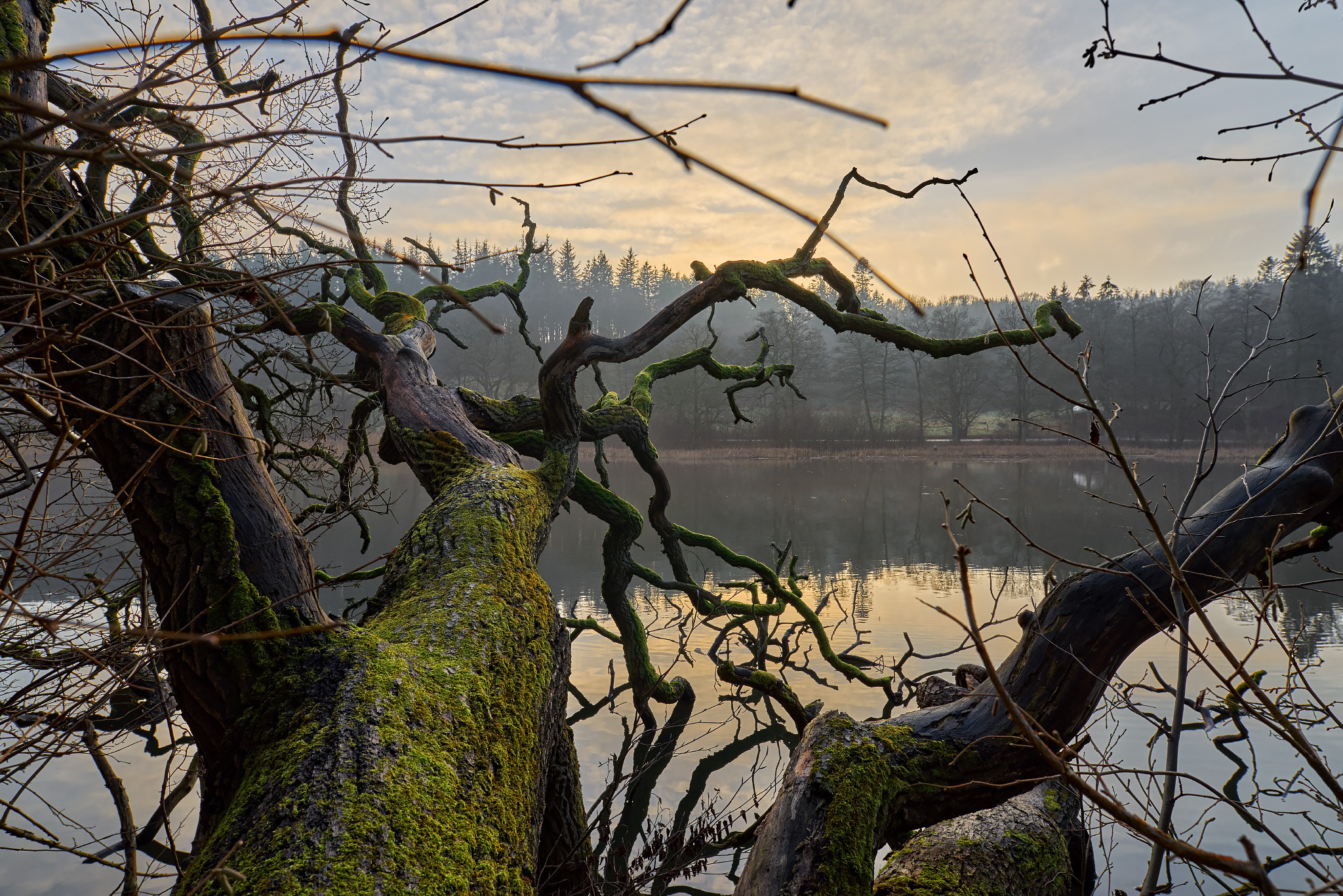 20mm F1.4 sample photo. Standing on a tree photography