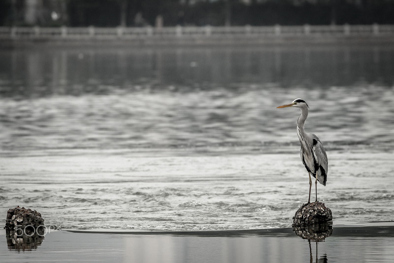Canon EF 70-300mm F4-5.6L IS USM sample photo. The lonely one photography
