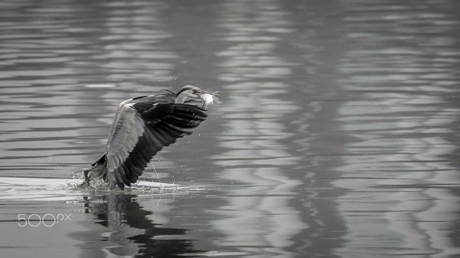Canon EF 70-300mm F4-5.6L IS USM sample photo. Big catch photography