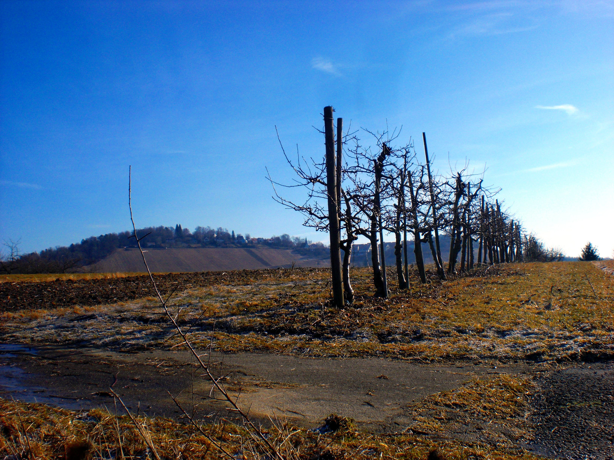 CASIO EX-Z80 sample photo. Winter vineyard photography