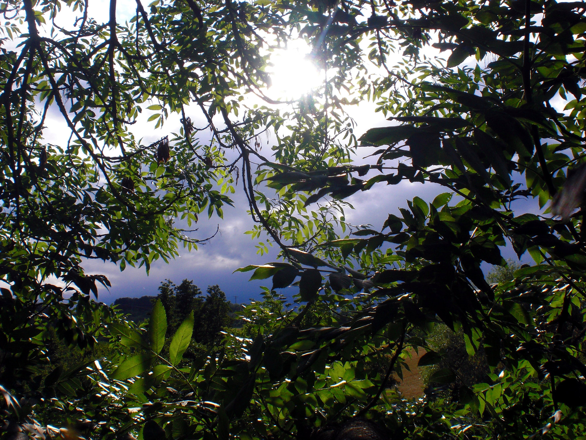 CASIO EX-Z80 sample photo. Inside the tree... photography