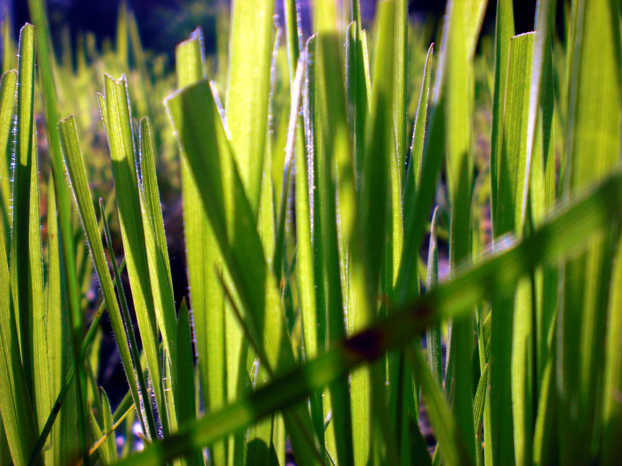 CASIO EX-Z80 sample photo. Grass jungle photography